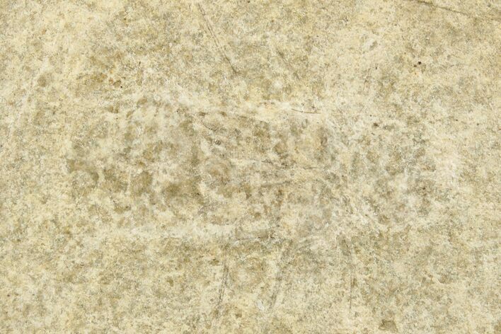 Ghostly Fossil Insect (Odonata) Larva - Bois d’Asson, France #256730